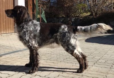 Bandit vom Bahnwörthel - Verband für Kleine Münsterländer Landesgruppe Südbayern e.V
