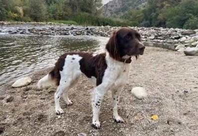 Bella vom Mugserberg - Verband für Kleine Münsterländer Landesgruppe Südbayern e.V