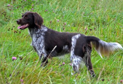 Charlotte II vom Fuchseck - Verband für Kleine Münsterländer Landesgruppe Südbayern e.V
