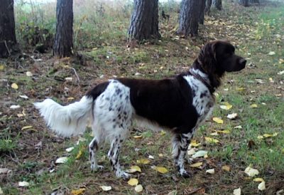 Charly von der Wallmühle - Verband für Kleine Münsterländer Landesgruppe Südbayern e.V