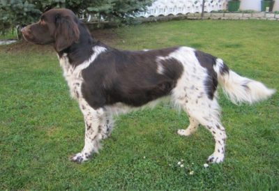 Conny von der Wallmühle - Verband für Kleine Münsterländer Landesgruppe Südbayern e.V