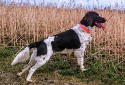 Gerri vom Wildbach - Verband für Kleine Münsterländer Landesgruppe Südbayern e.V